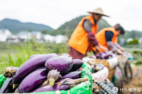 食材|立秋以后，“啃秋”有讲究，无论价格贵贱，这5种食材都要少吃
