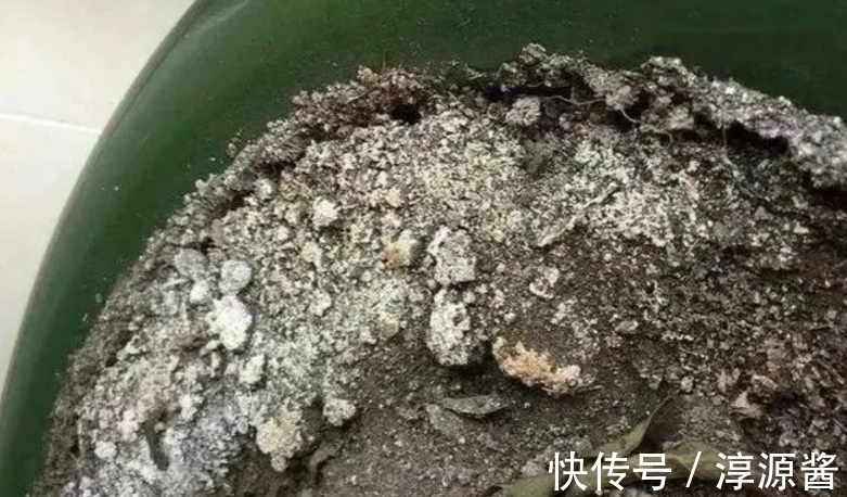 花卉|花土中长“白霜”,是因为这3方面出问题,请快速“对症解决”