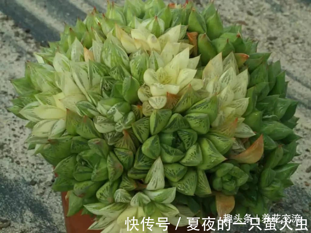 特别小众的13种奇特观赏盆栽，适合养在桌面上，看着都想养几盆