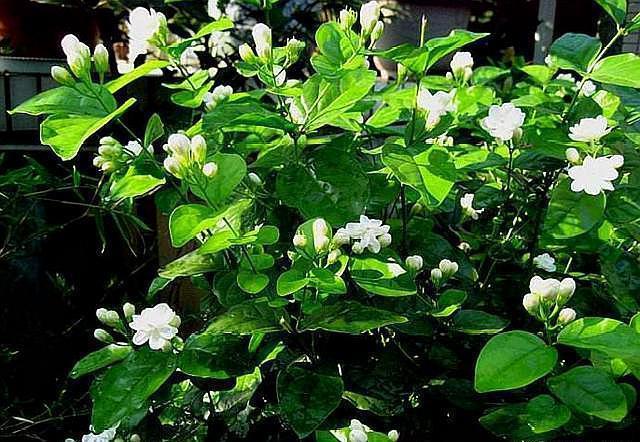 浇水|北方就养这种花，剪根枝条插上就成活，香味十足，花开300多天