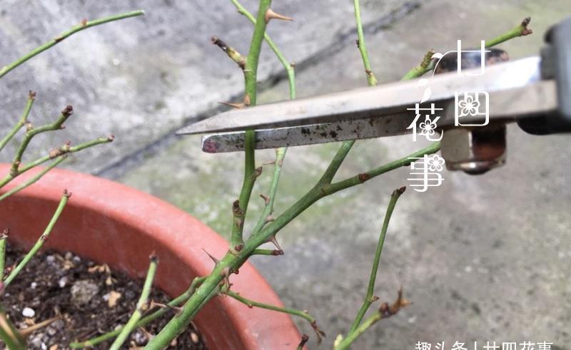 “欠修理”的花，不修不旺，剪剪花多，别舍不得