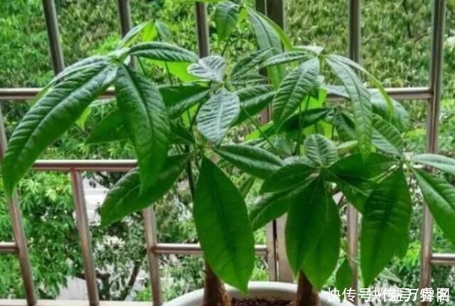 佛手柑|养花不如种树!这4种“招财树”,寓意都很好,给钱你也别卖
