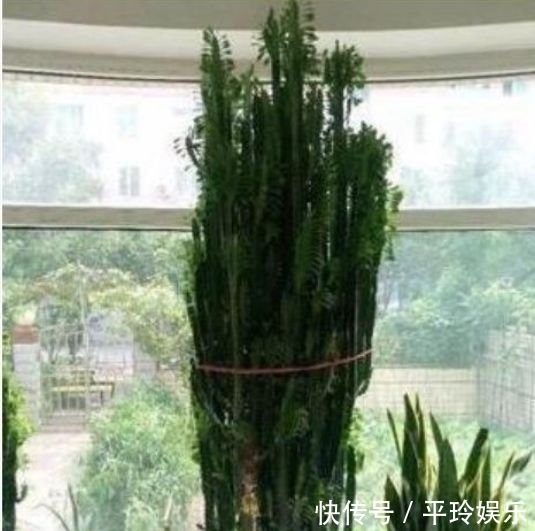 人养花,花也养人,3种花养家里,直接爆成绿瀑布,非常漂亮