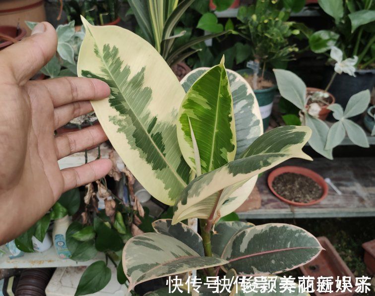 肥料|天气渐凉,6种花要“穷养”,水肥多了会伤根,多晒太阳植株壮