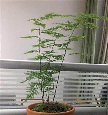 家里的文竹稀稀拉拉,真难看,用了这1东西,发疯的长,不黄叶