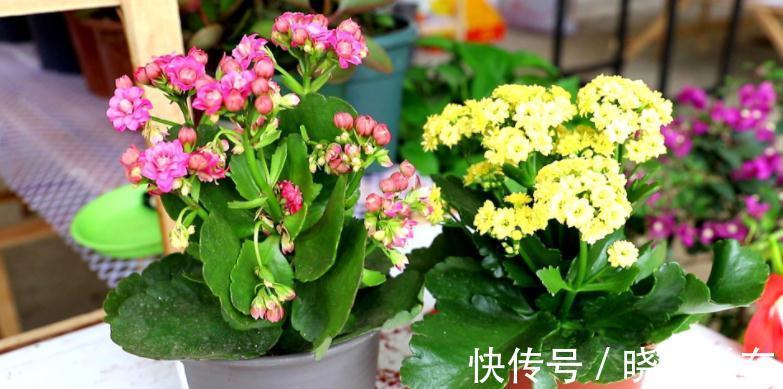 花友们|长寿花养殖和扦插技巧