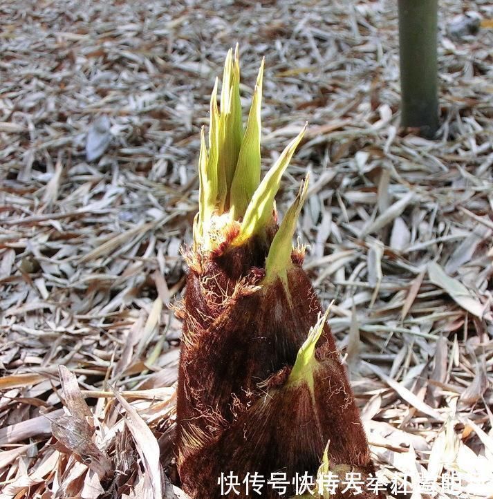 野菜|它被称为“人参菜”,排毒素降血压,保护肝脏,正当季人人吃得起