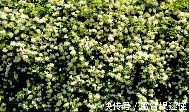 花开像月季，易爆花，-20℃冻不死，好养活不生病，比桂花香10倍