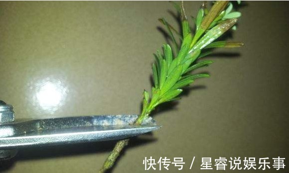 家有罗汉松,代代出富翁,这种松太贵不用买,剪个枝一插就活