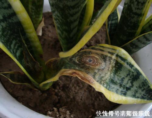 养护|夏天养虎皮兰,做好3件事,叶子挺拔翠绿,嗖嗖冒笋芽