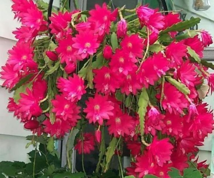 仙人掌中的极品,开花高雅、漂亮,一次开花100朵,十分壮观