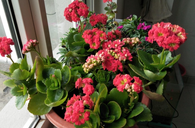 养长寿花从2点入手，合理掌握，延长长寿花花期，开花一茬接一茬