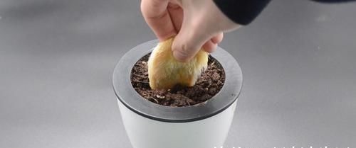 芒果核扔掉可惜了,这个用途懂的人还不多,早点知道就好了