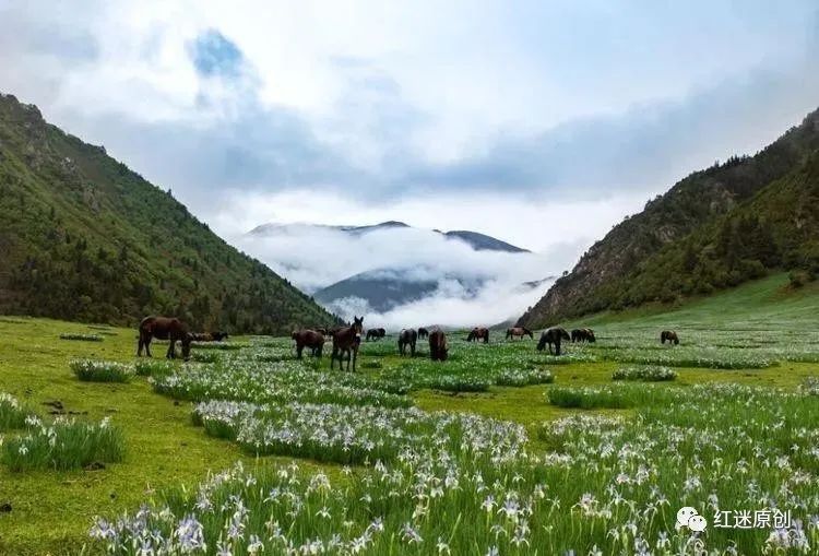  卫东|《马兰花盛开在我心间》《百花争艳》组歌之99首 作词：申卫东