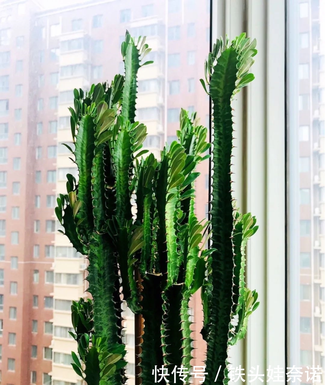 2021养盆镇宅花，当做守护神，好运进来，霉运离开！