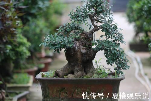 价值|2种名贵的盆景树,观赏性高价值不菲,能养的家庭不一般