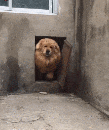 |搞笑GIF:千军万马,这个是真惹不起!