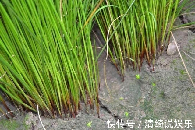 野草|农村这种野草你肯定见过，有开胃消化食物，清热利湿的功效！