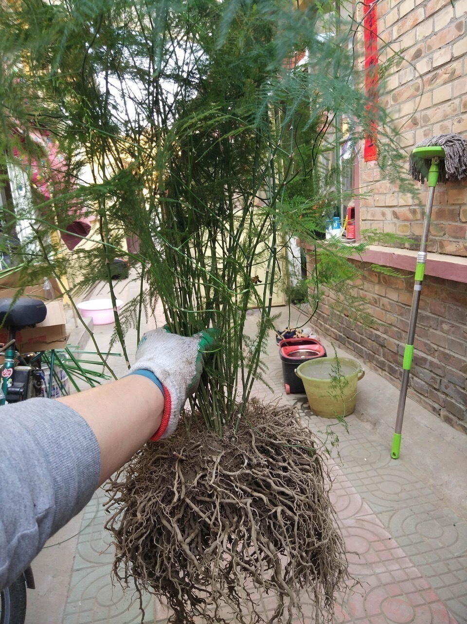 3种花养不好“别放弃”,直接扔水里,10天就生根,比绿萝还好养