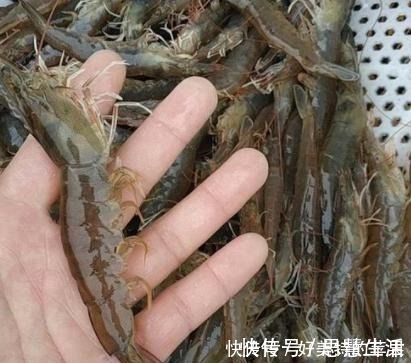 冰箱|大虾保鲜，直接放冰箱大错特错，教你1招，长久保存，吃着新鲜