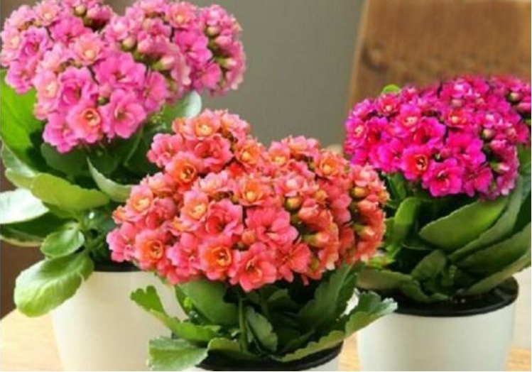 4种花，有“助眠”功效，提高睡眠质量，好养漂亮，越养越上瘾