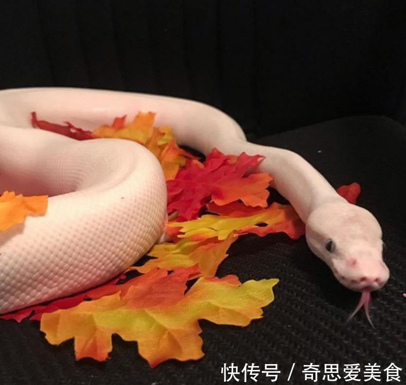 缘分|白蛇被女子养大,它喜欢看动画片,对女子忠诚,真是现实版的童话