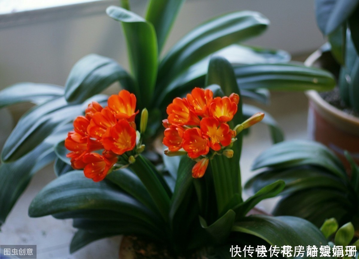 花中君子|叶纹深,品相好,年年花开,花中君子需要这么来养护