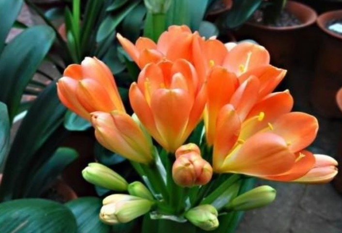 光照|君子兰不开花打开它的“小开关”，花箭呼呼窜，一次开10朵！