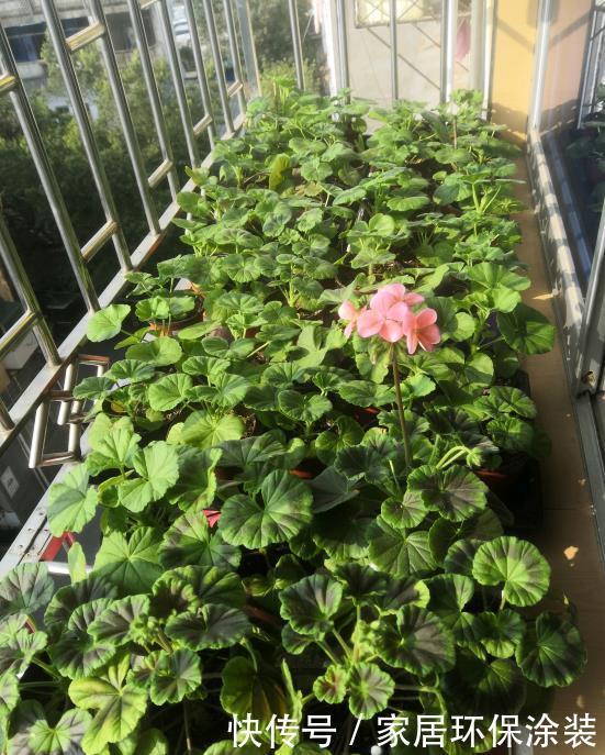 天竺葵怎样多开花?明白一些“小技巧”,开一个圆滚滚的大花球