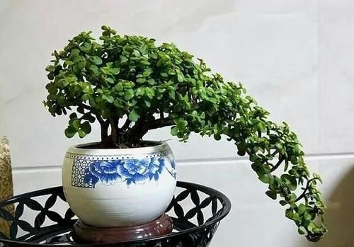 怎样才能让金枝玉叶的枝干长的粗壮？