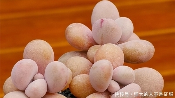 养多肉不用专门买肥料,3种废弃物简单处理,变成多肉最爱的养料