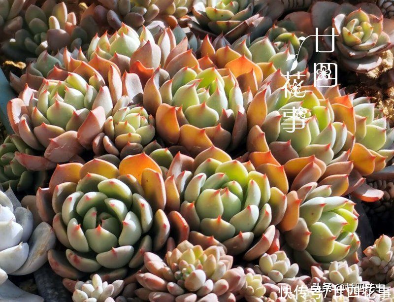 新手养多肉，记住3句“口诀”，枝粗叶胖，状态美