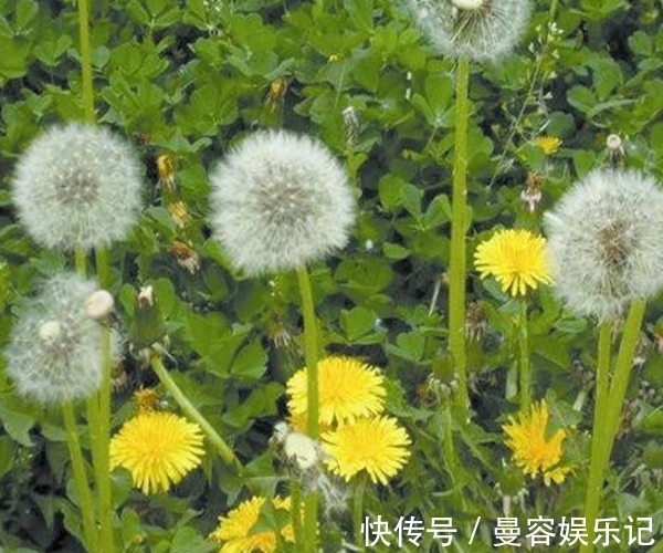 乳房肿|蒲公英号称“排毒草”，不仅排肝解毒，还有3个好处很多人不知！