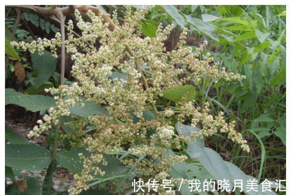 盐肤木|长在树上的“盐巴”，既能当盐吃，也能制醋，它就是“盐肤木”