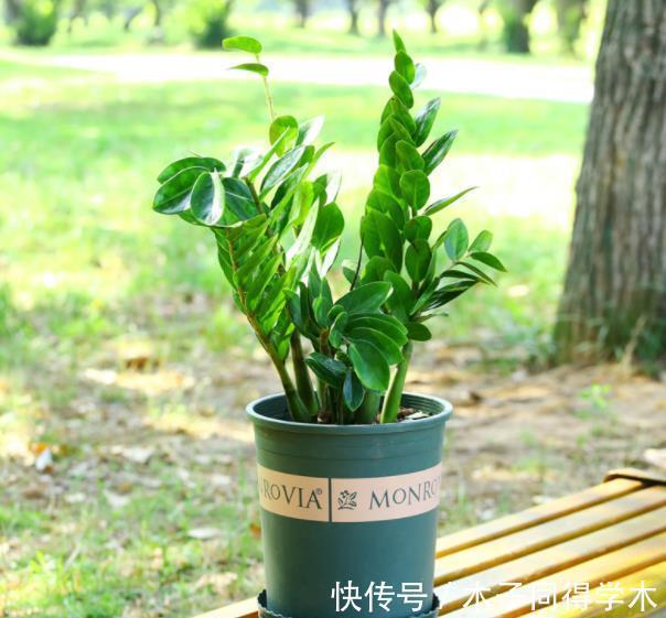 叶子|3种“自带钱”的漂亮花卉，摆在家里吉祥健康，是盆栽佳品