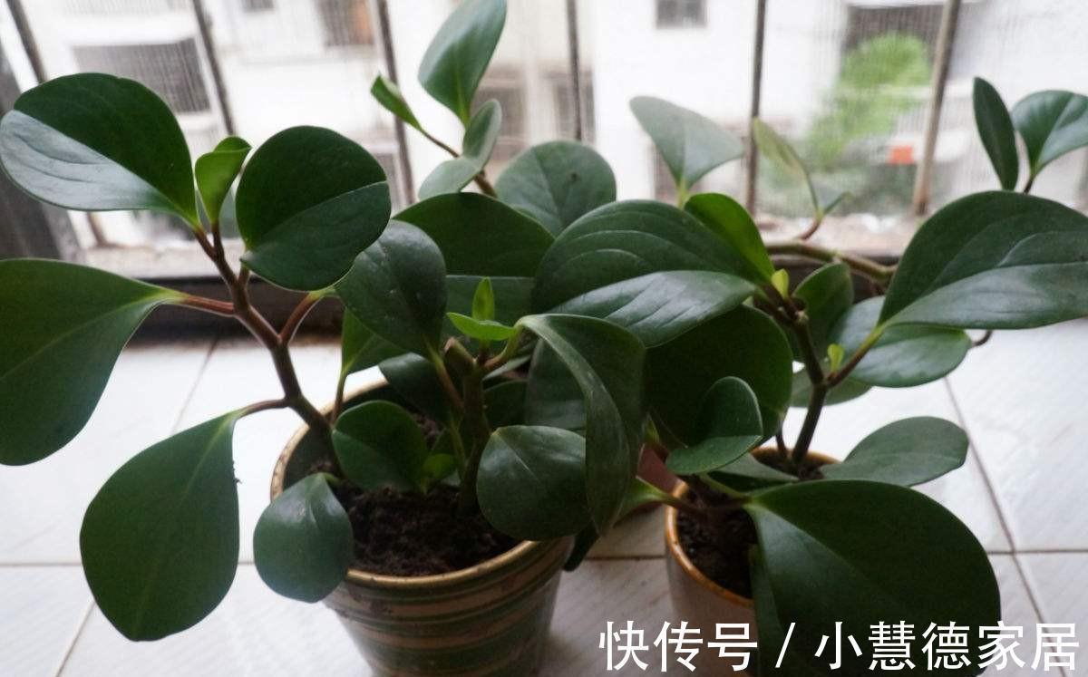 秋冬天冷,怎么“保全”植物盆栽?通过这些途径御寒就好了