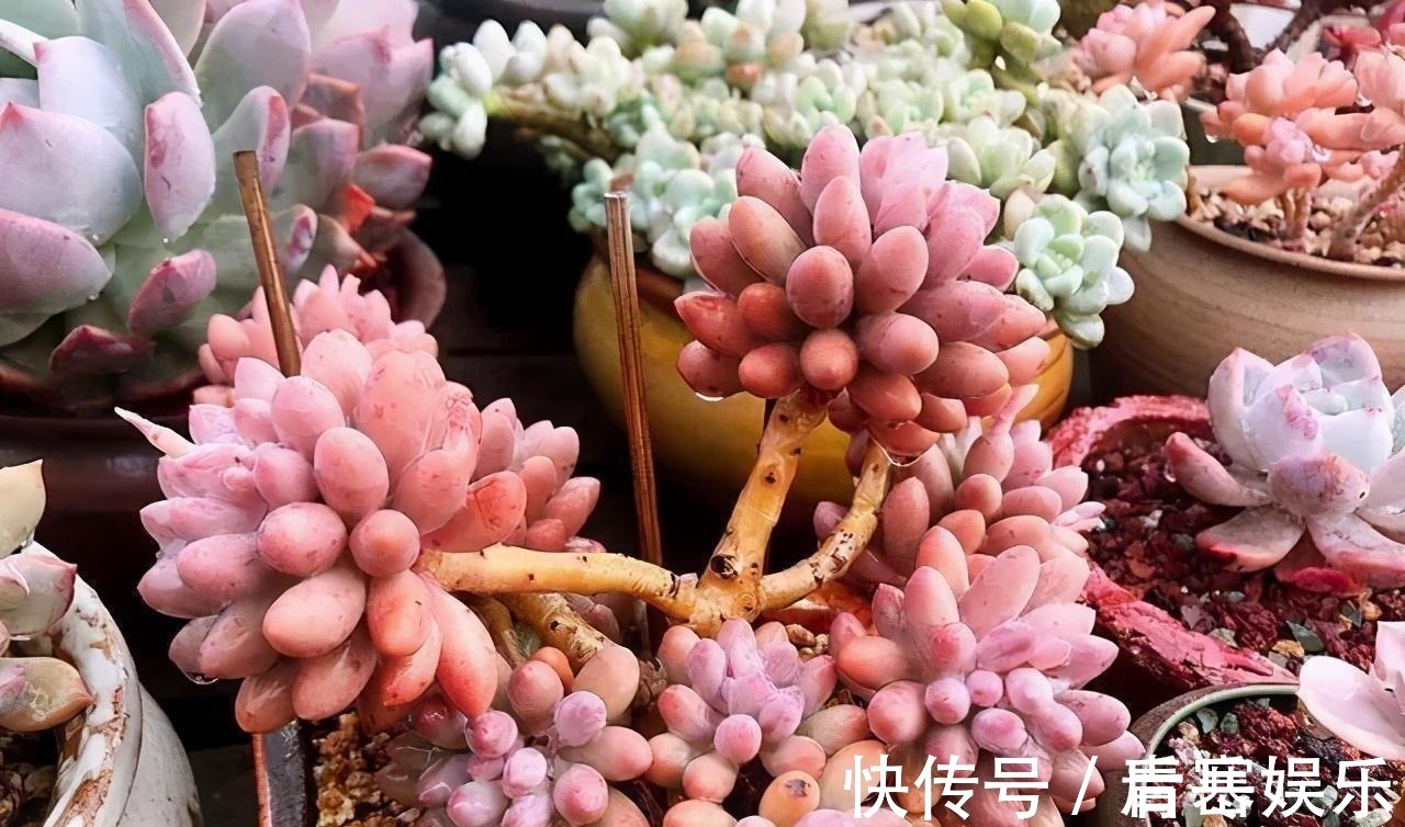 品种|张大哥养肉10多年,总结出4个“耐热品种”,肉迷都喜欢