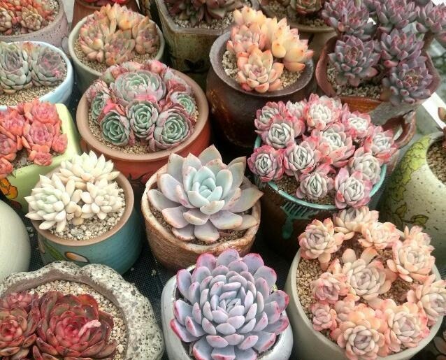 多肉植物浇水、淋雨过多该怎么处理做好几步，多肉不会黑腐