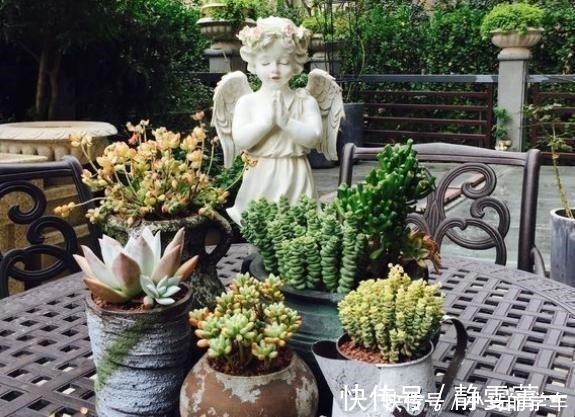 营养物质|养花浇水是“功夫”,记住1个“原则”,永远浇不死,越长越旺!