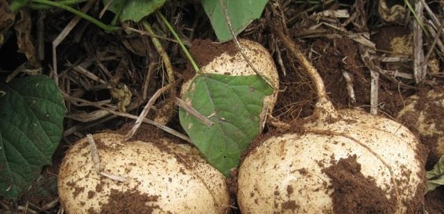 中国人|很多人吃的一种蔬果，在市场上很受欢迎，但不知道它有剧毒