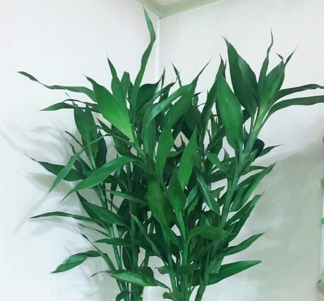 水培富贵竹|水培富贵竹,“2种料”放一点在水里,叶浓绿,15天长出白根
