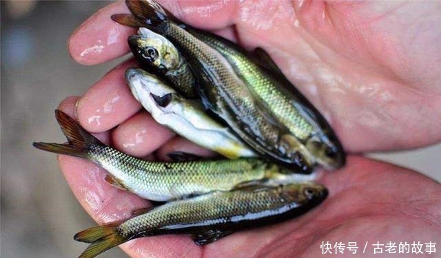 杂鱼|这种鱼三年才长10厘米,很容易误认是小杂鱼,现在要千元一斤