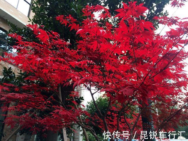 院子里有空地就种这“三种树”,没地挤挤也要种,寓意深远还旺家