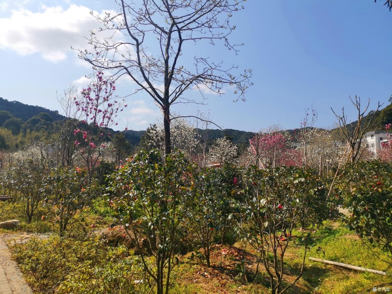 闲游阿婆六茶花谷