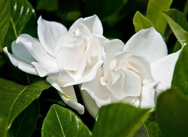 栀子花“花朵少又小”稍微“虐一虐”,花苞旺、花朵大,满盆爆