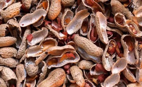 花生壳别扔，处理一下做肥料，省钱又好用