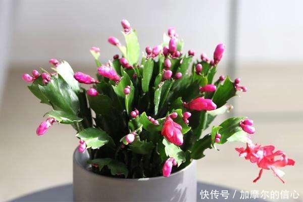 11月养蟹爪兰，用上3个狠招，一个叶片冒5个花苞，特喜人