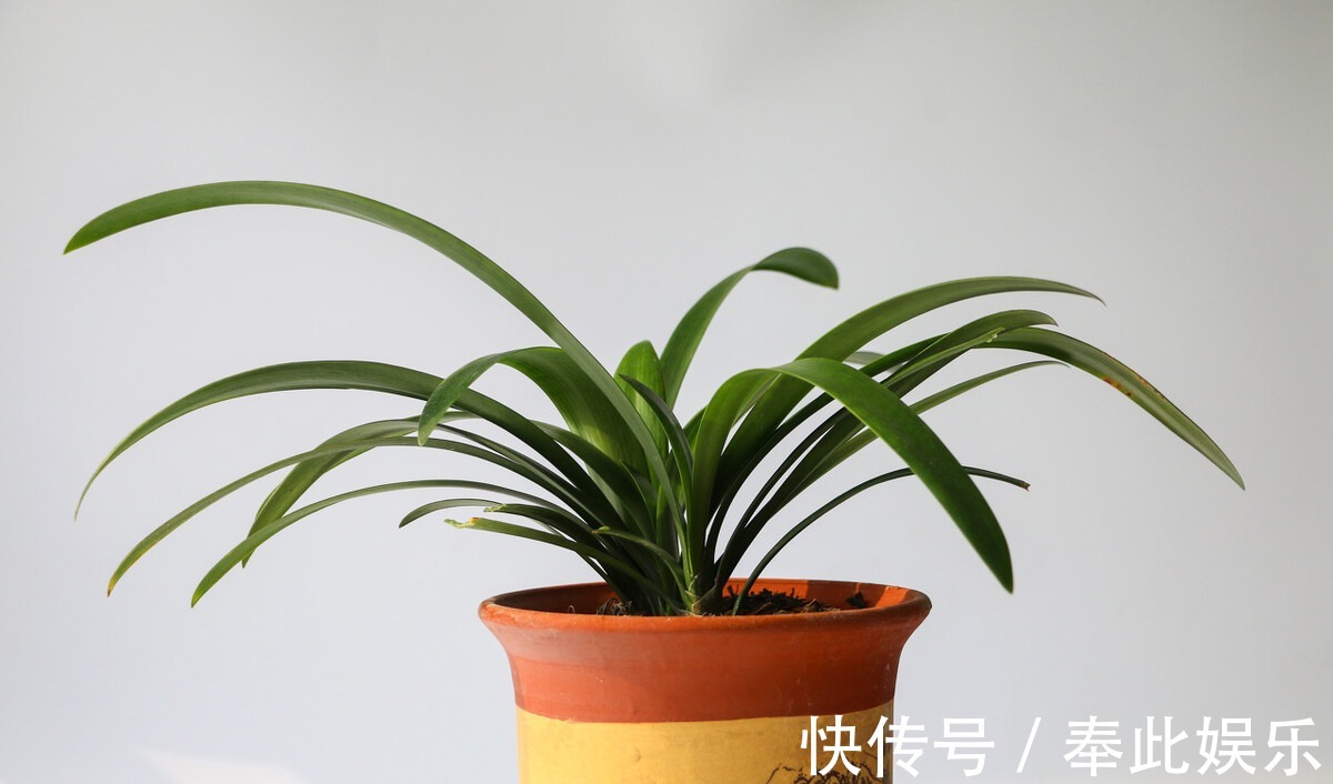 君子兰长得好不好，不在于开不开花，而在于这三个地方