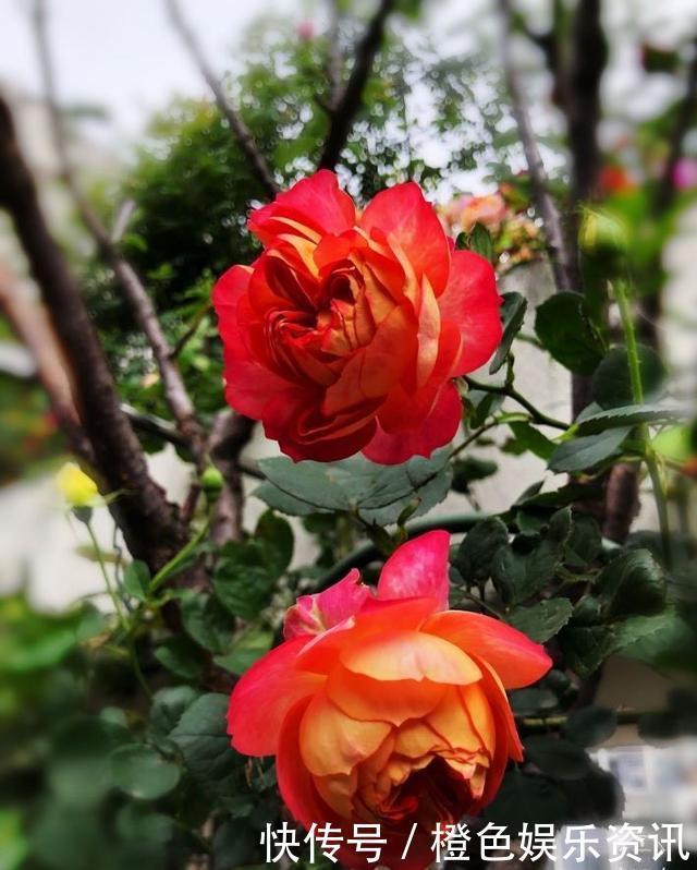 细数10种狼牙棒月季，怕刺的可绕道