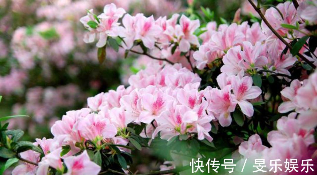 闰章$清初大诗人施闰章一首《山行》,同样写得很美,山野春景如诗如画